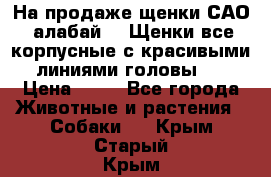 На продаже щенки САО (алабай ). Щенки все корпусные с красивыми линиями головы . › Цена ­ 30 - Все города Животные и растения » Собаки   . Крым,Старый Крым